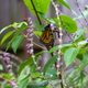 A monarch butterfly dries its wings among purple sage flowers after emerging from a chrysalis in Houston, TX. One of the blog co-authors, Caitlin Cruz, helped raise the butterfly in her garden.